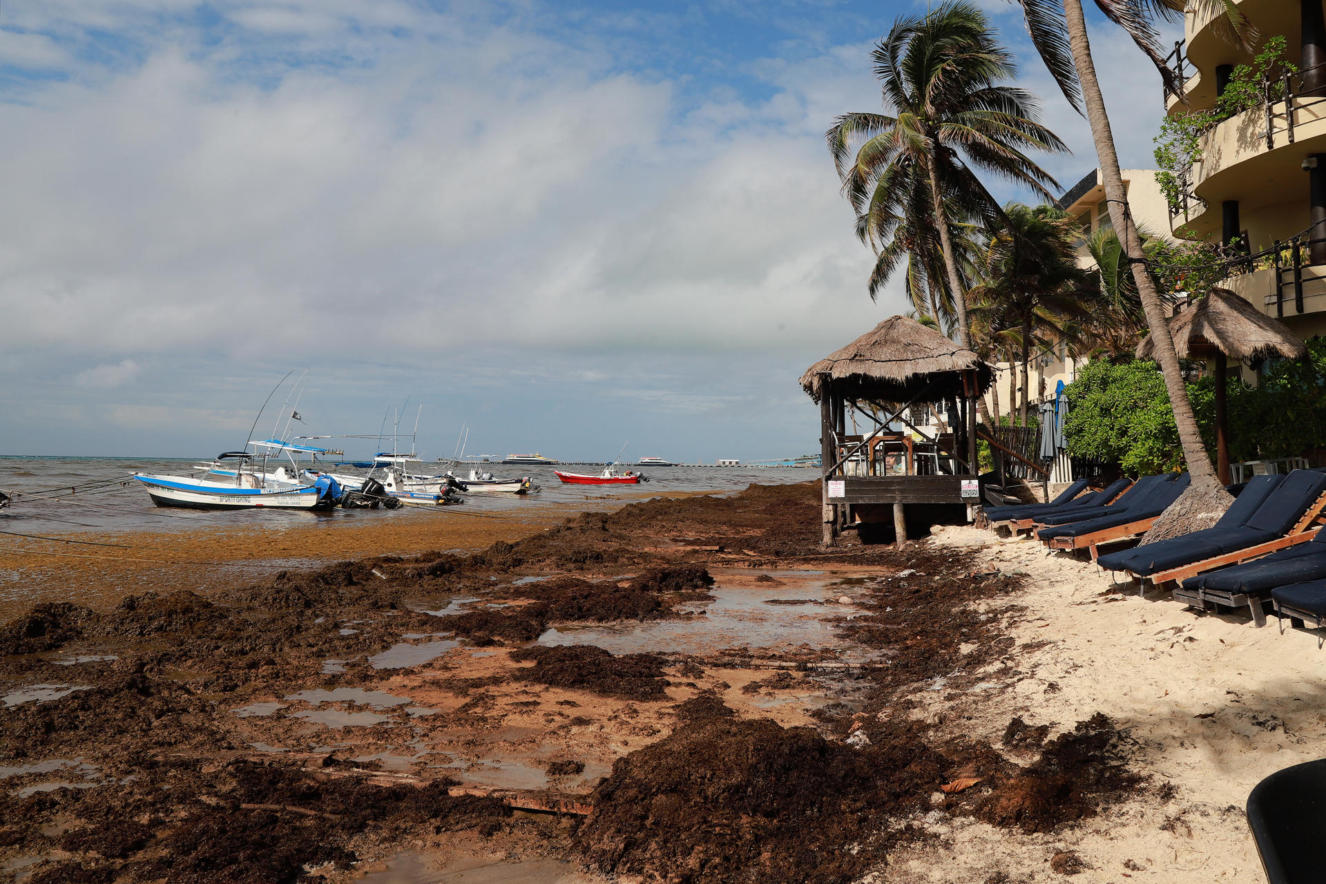 Una floración récord de sargazo avanza por el Caribe.jpg